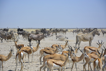 Wildlife at Sonderkop Waterhole, Etosha, Namibia, Africa