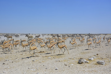 Wildlife at Sonderkop Waterhole, Etosha, Namibia, Africa