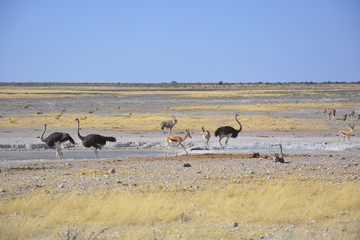 Wildlife at Waterhole, Etosha, Namibia, Africa