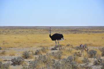 Naklejka premium Wildlife at Waterhole, Etosha, Namibia, Africa