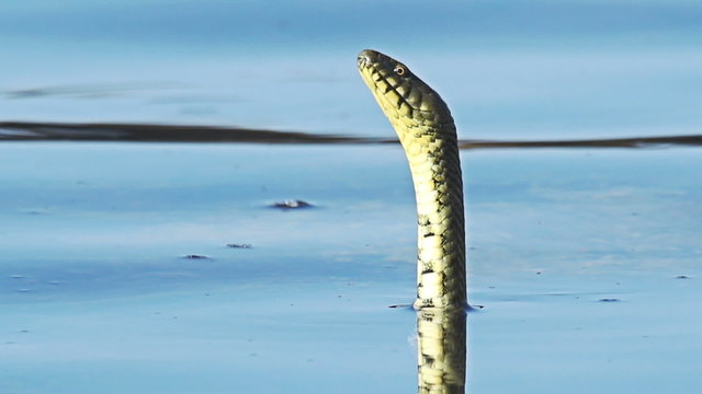 Swimming sea Snake in blue tropical water, FULL HD