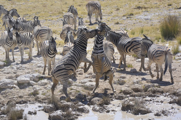 Fighting Zebras at waterhole, Etosha National Park, Namibia, Afr