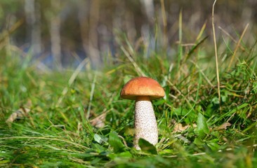 Mushroom (boletus edulis) in the autumn forest