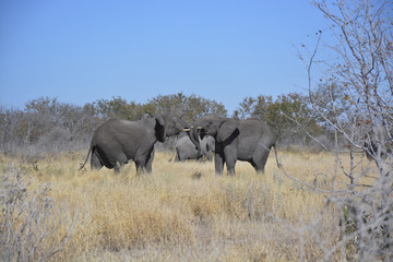 Fototapeta premium Two young elephants, Halali, Etosha National Park, Namibia, Afri