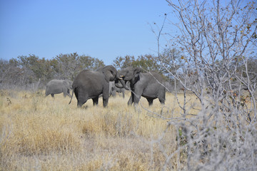Two young elephants, Halali, Etosha National Park, Namibia, Afri