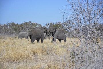 Fototapeta premium Two young elephants, Halali, Etosha National Park, Namibia, Afri