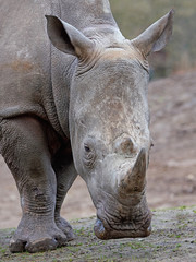 Fototapeta premium White Rhinoceros (Ceratotherium simum)