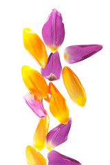 Obraz premium Tulpenblätter