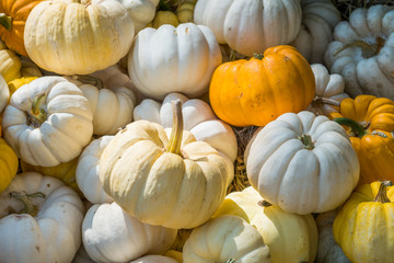 Colorful Mini Pumpkins