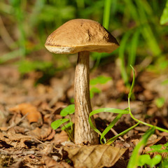 Forest fungus