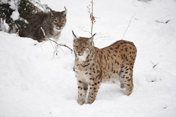 Luchs im Schnee