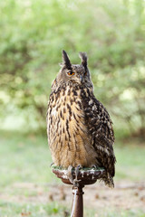 owl - bubo bubo, Eurasian eagle-owl