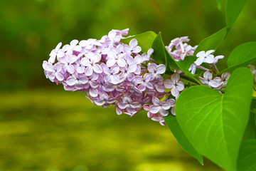 Lilac flowers background