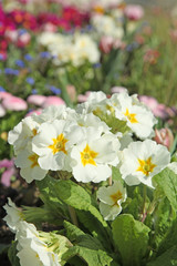 primevère blanche