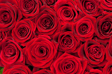 red roses