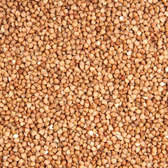 buckwheat;