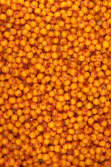 sea-buckthorn