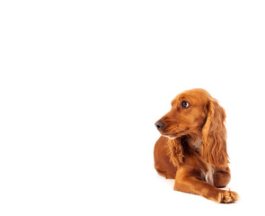 Cute cocker spaniel with copy space