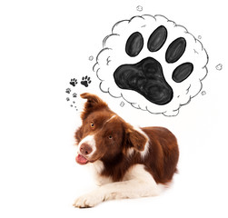 Cute border collie with paw above her head