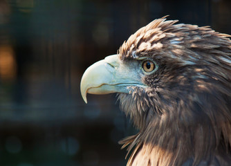 bird of prey