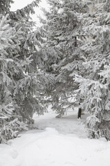 Several snow-covered spruce