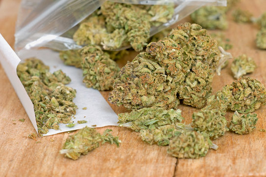 Dry marijuana buds