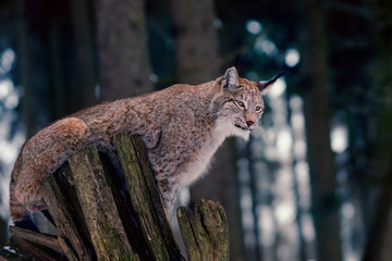 Fototapeta na wymiar Lynx sitting on Tree Stump