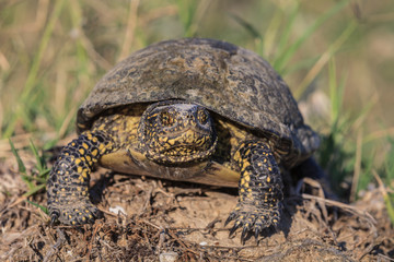 European bog turtle (emys orbicularis)