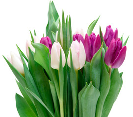 tulip flowers