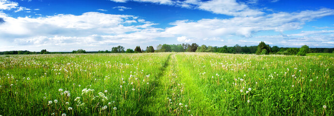 Panoramic view to field with dandelions