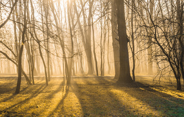 Fototapeta premium fog in autumn park