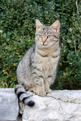 Young tabby cat sitting on the wall outside.