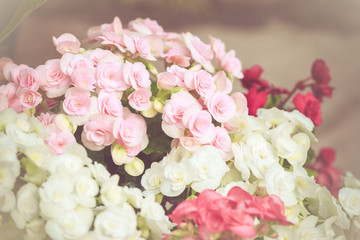 Colorful little flower blossom in garden with vintage retro tone