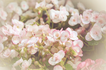 Fototapeta na wymiar Colorful little flower blossom in garden with vintage retro tone