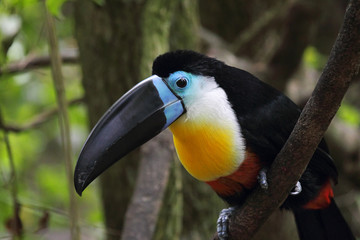 Dottertukan (Ramphastos vitellinus) © DirkR