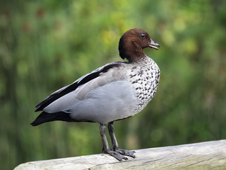 Mähnengans (Chenonetta jubata)