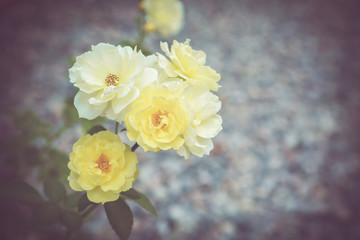 Beautiful rose flower in the garden retro color tone