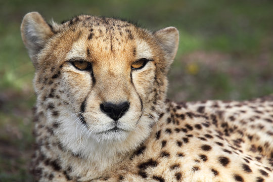 Gepard (Acinonyx jubatus) © DirkR