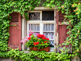 old window and flowers
