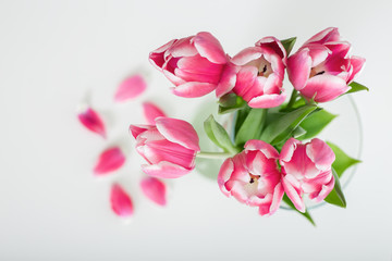 Beautiful red tulips  on white background