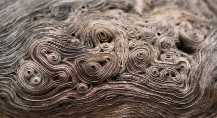 texture tree