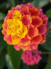 Lantana flower