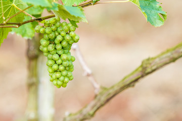 branch young grapes on vine in vineyard