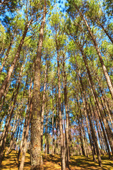 Pine forest with sunrise