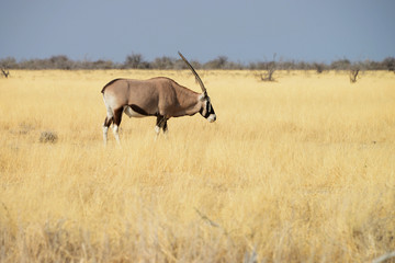 Oryx, Etosha National Park, Namibia