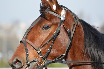 Obraz premium cheval de course