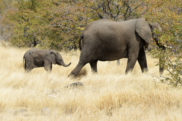 Fototapeta premium Elephants, Etosha National Park, Namibia