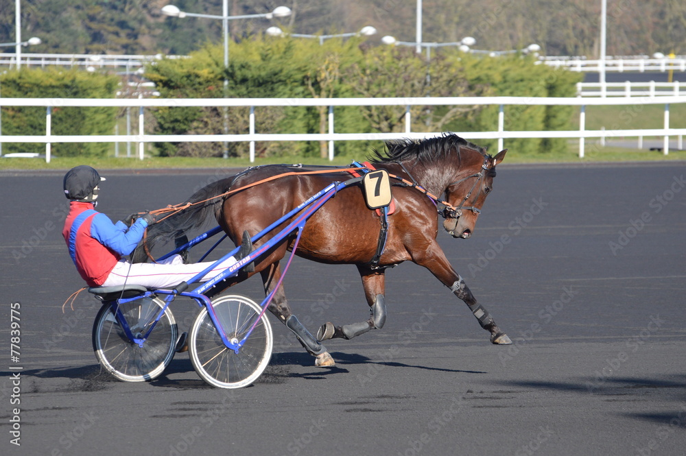 Sticker cheval de course