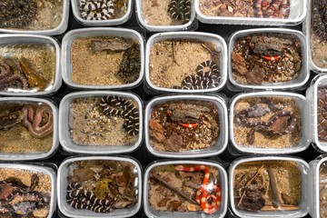 Large pack of young snakes