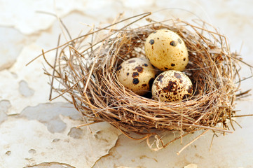 Naklejka na ściany i meble Three eggs in a bird nest